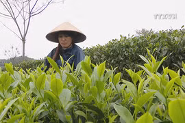Vietnam is fifth biggest tea exporter worldwide