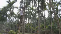 Areca trees improve livelihoods in Nam Dinh's commune
