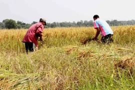  Artificial Intelligence threatens ASEAN jobs