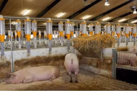 VN looks to develop fertilizer production from livestock waste