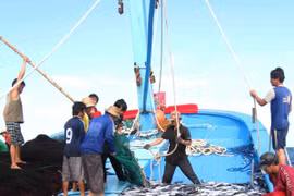 Binh Dinh makes efforts to remove EC’s “yellow card” on seafood