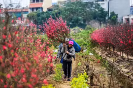Peach blossoms, kumquats exude Tet spirit