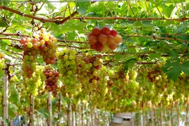 Ninh Thuan’s vineyards attract tourists 