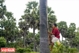 Palm-sugar, a specialty of An Giang