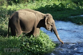 Dak Lak province moves to conserve elephants