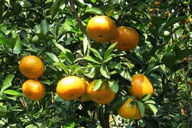 Farmers in Bac Kan wealthy thanks to tangerine trees