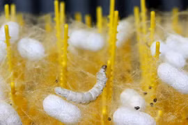 Silkworms ‘trained' to weave blankets