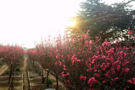 Irregular weather worries peach blossoms growers