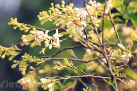 Pomelo blossoms decorate Hanoi streets