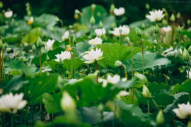 Hanoians enchanted by white lotus flowers