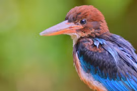 Kon Ha Nung Plateau Biosphere Reserve - an invaluable gift of nature
