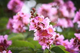 Purple crepe myrtle trees bloom along Hanoi streets