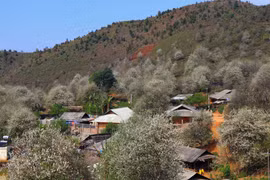 Picturesque Son La during medlar flower season