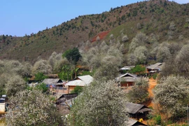 Picturesque Son La during medlar flower season