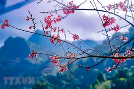 Northwest resplendent in wild peach blossoms