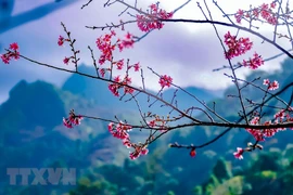 Northwest resplendent in wild peach blossoms
