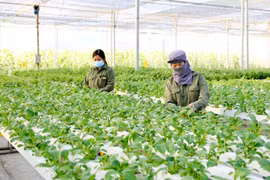 Hanoi strives to raise annual income for farmers to 70 million VND in 2023 
