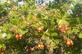 Cashew exports face opportunities, challenges