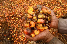 Indonesia’s palm oil exports account for 54% of the world’s