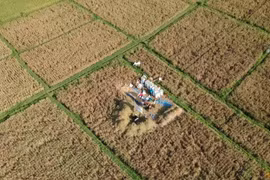 Indonesia plans to import 2 mln tonnes of rice in 2024