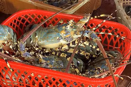 Lobster exports soar 18-fold in two months