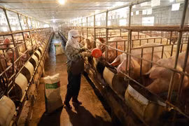 Large livestock businesses are likely to benefit from new regulations