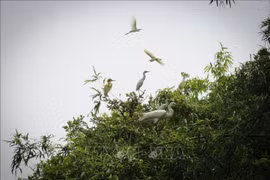 Dong Thap Muoi Ecological Reserve to be expanded