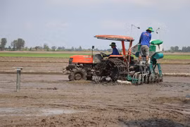 Pilot model of high-quality, low-emission rice farming launched in Can Tho