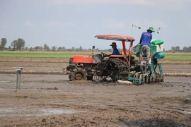 Pilot model of high-quality, low-emission rice farming launched in Can Tho