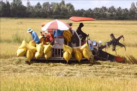 Over 1 million to be trained for massive high-quality rice project