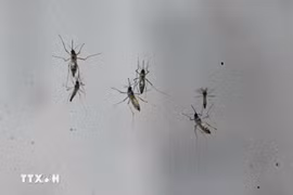 Singapore faces risk of dengue fever outbreak