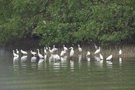 School students to get free wild bird conservation education