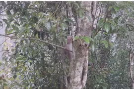 National park releases rare wild animals back to the wild 