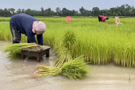 Thailand’s rice exports likely to drop due to El Nino