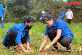Youths' efforts yield socio-economic fruits
