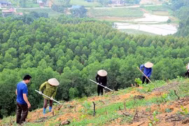 Vietnam plants nearly 770 million trees in three years