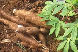 Cassava exports see record growth rate in January