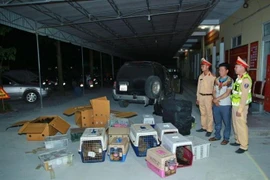 Nghe An: Man captured for illegal wildlife transport