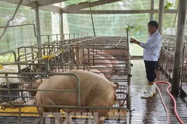 C.P. Vietnam partnering with 2,500 Vietnamese farms