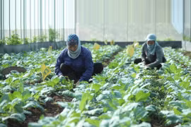 Hanoi faces difficulties in developing organic agriculture