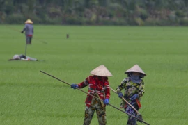 Coordination between Gov't, firms necessary to develop one-million-hectare rice project