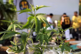 Thailand to ban recreational use of cannabis