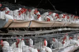 Philippines bans poultry products from two US states