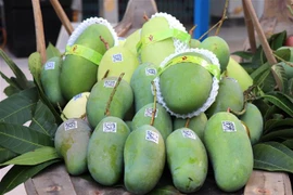 An Giang exports first green-peel elephant mangoes to Australia, US