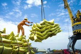 Vietnam's rice exports to Senegal remain low compared to demand