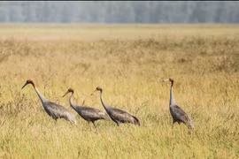 Red-crowned cranes return to Tram Chim National Forest