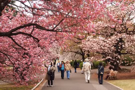 Vietnamese arrivals to Japan reach record