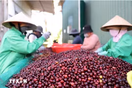 Coffee, pepper prices forecast to keep rising due to supply shortages