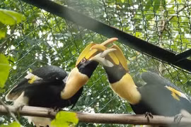 Phong Nha-Ke Bang National Park receives 11 rare animals