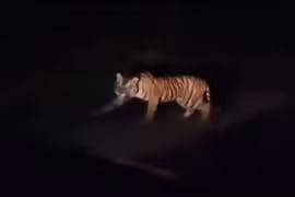 Indonesia spots Sumatran tiger wandering on road 